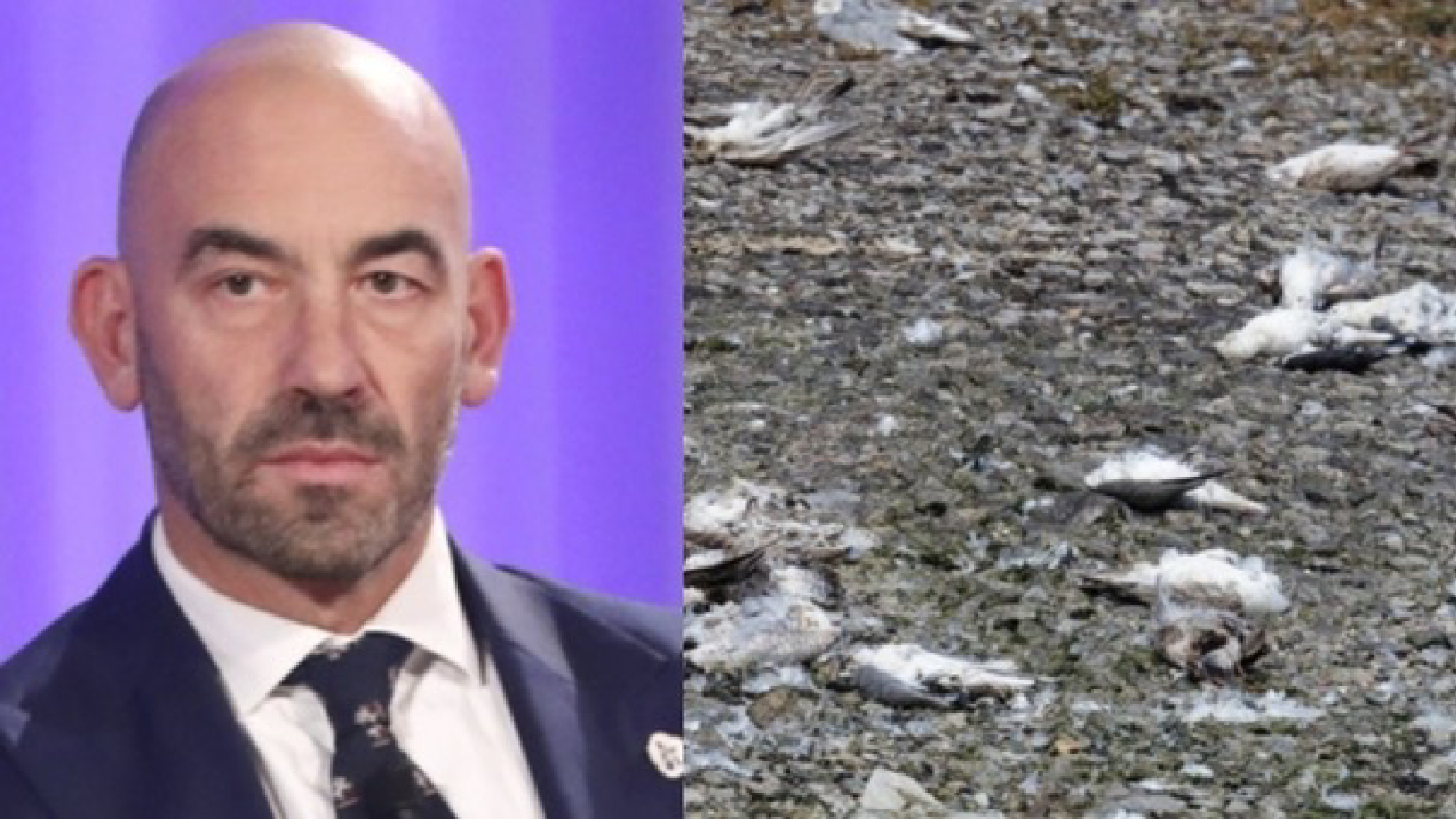 Influenza aviaria, primo morto per H5N5: incubo salto di specie. E Bassetti avverte: “Rischio pandemia”