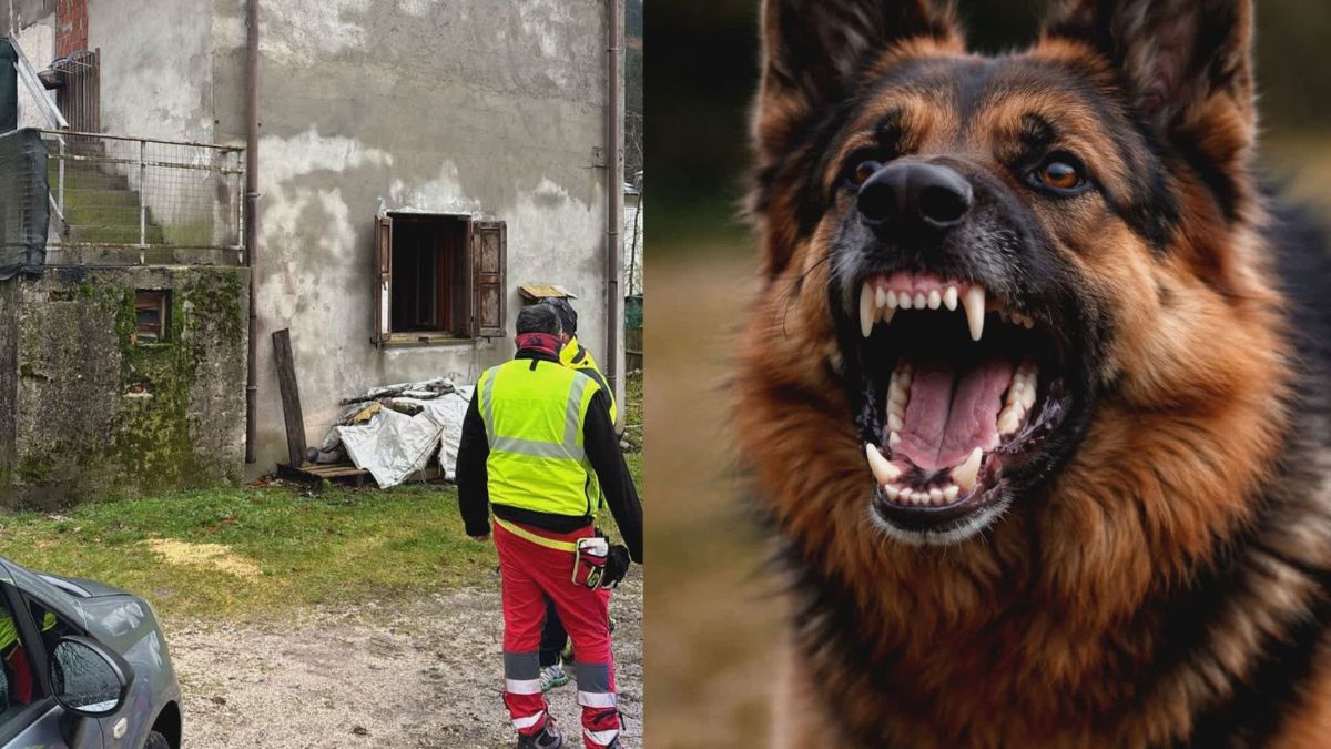 sbranato dai cani orrore in italia scena da brividi lo hanno trovato cos236 da Thesocialpost.it sbranato dai cani orrore in italia scena da brividi lo hanno trovato cos236