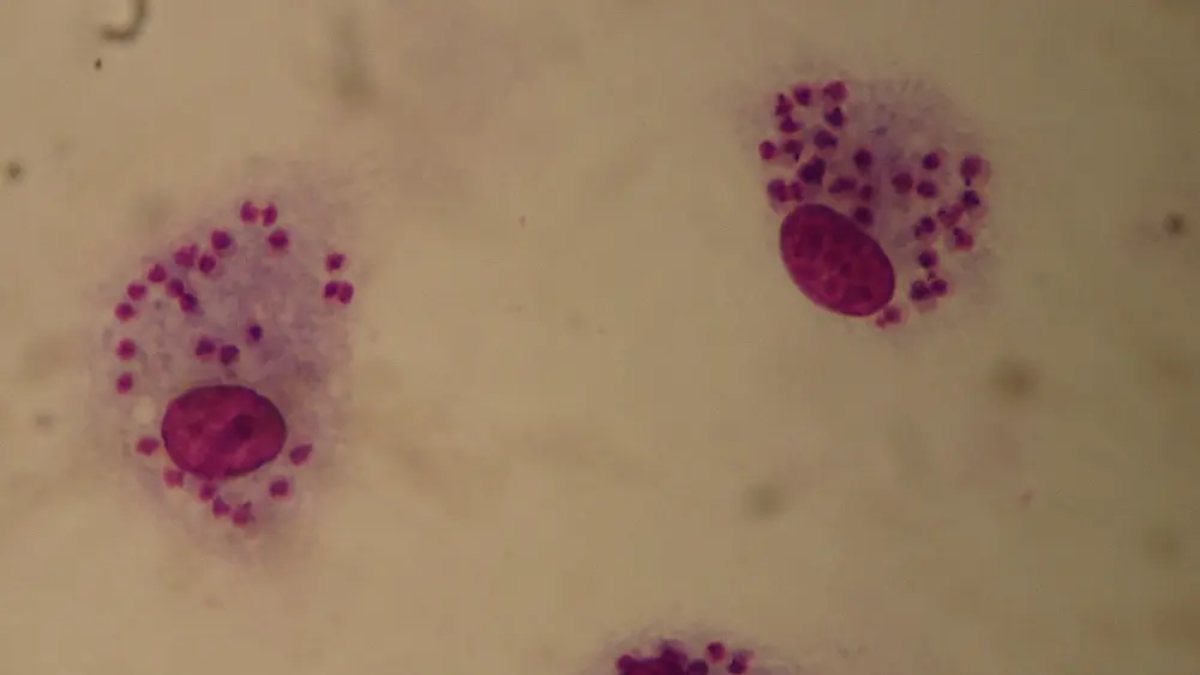 allarme virus letale europa sotto attacco non solo cani attenti anche a questi animali da Thesocialpost.it allarme virus letale europa sotto attacco non solo cani attenti anche a questi animali