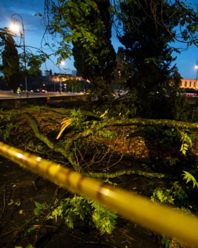 Alberi caduti a causa del maltempo in una zona urbana