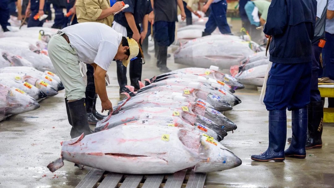 vale pi249 di una ferrari perch232 questo tonno costa cos236 tanto svelato il motivo che nessuno sa da Thesocialpost.it vale pi249 di una ferrari perch232 questo tonno costa cos236 tanto svelato il motivo che nessuno sa