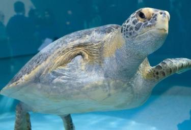 La pinna amputata non ferma Porkchop: l’emozionante storia della tartaruga che si allena per tornare a nuotare libera