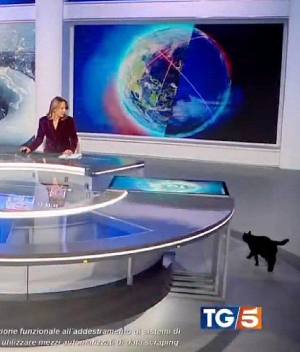 Il gatto nero entra nello studio del Tg5 durante la diretta