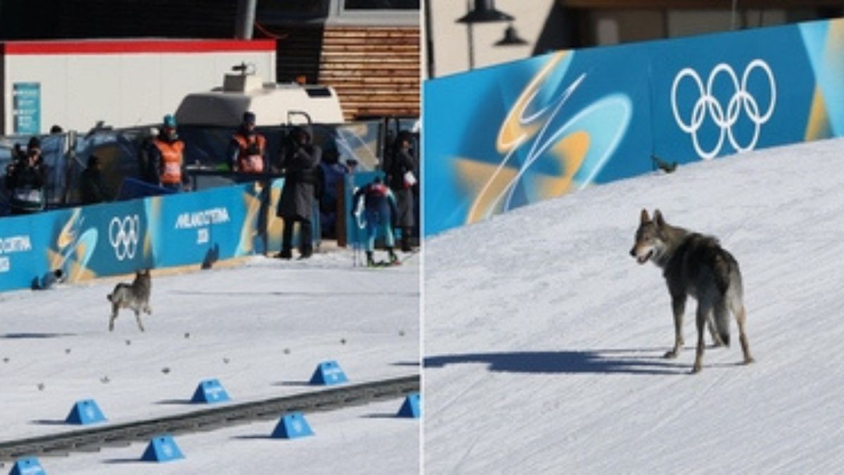 “C’è un lupo in pista”. Shock alle Olimpiadi, tutti si fermano di colpo “C’è un lupo in pista”. Shock alle Olimpiadi, tutti si fermano di colpo