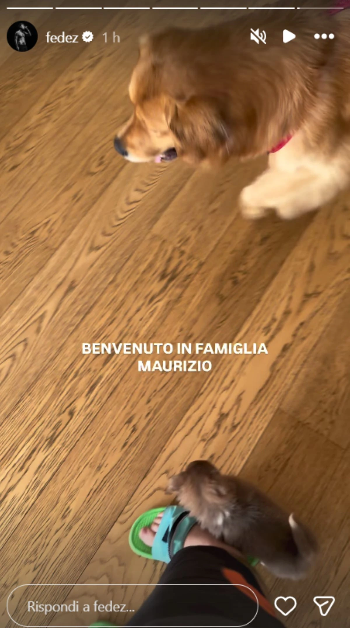 Il cucciolo Maurizio: nuovo membro della famiglia di Fedez