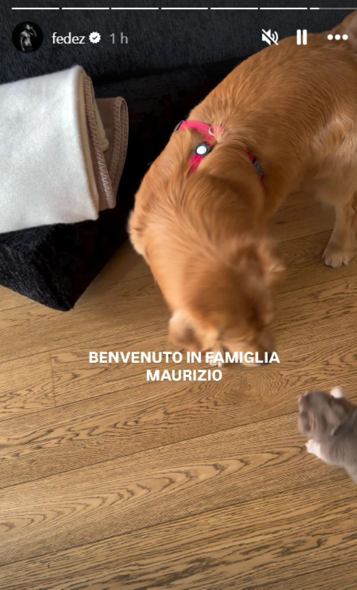 Maurizio, il nuovo cagnolino di Fedez, appena arrivato in casa