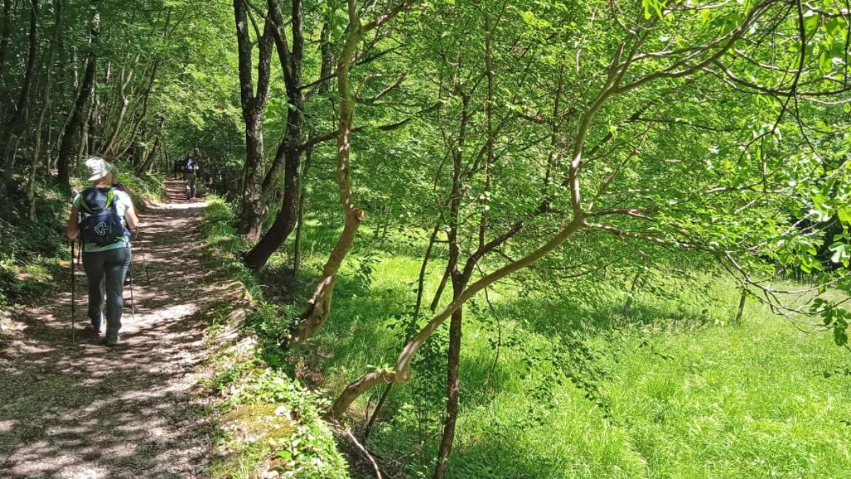 mamma li benda e li porta nel bosco quello che fa dopo 232 atroce fratellini piccolissimi da Thesocialpost.it mamma li benda e li porta nel bosco quello che fa dopo 232 atroce fratellini piccolissimi