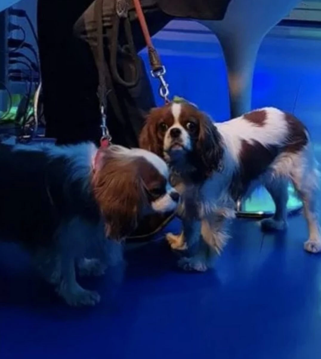 Bice, la Cavalier King Charles Spaniel di Enrico Mentana e Francesca Fagnani