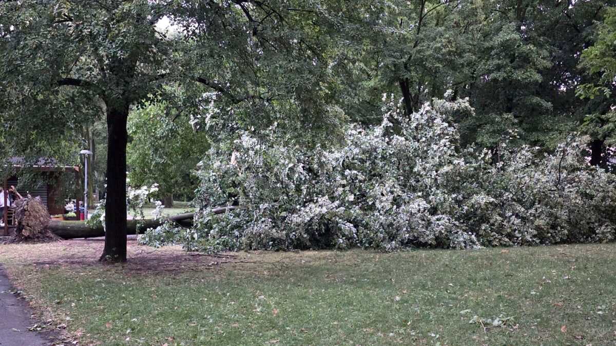 maltempo estremo in emilia romagna raffiche oltre 120 km h alberi caduti e allagamenti una vittima da Thesocialpost.it maltempo estremo in emilia romagna raffiche oltre 120 km h alberi caduti e allagamenti una vittima