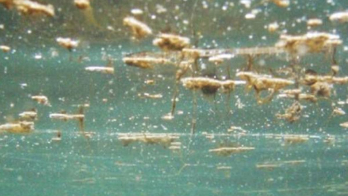 Mediterraneo sempre più caldo, pesci, alghe e ossigeno cambiano: cosa sta succedendo al mare