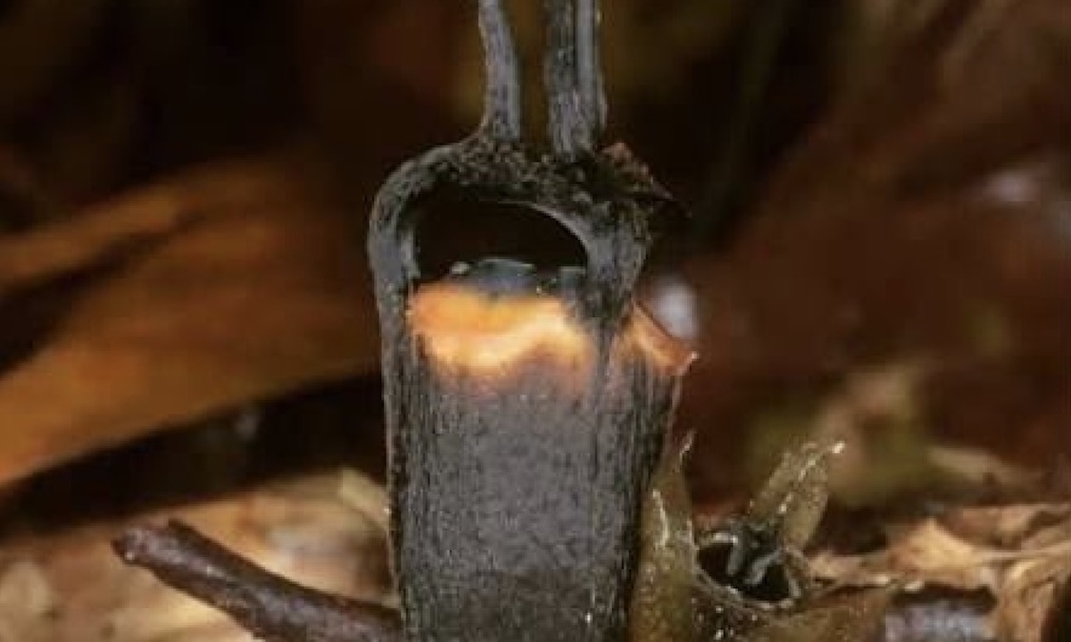 scoperto il fiore del diavolo 232 nero ha due occhi rossi e vive senza luce da Thesocialpost.it scoperto il fiore del diavolo 232 nero ha due occhi rossi e vive senza luce